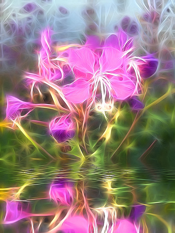 Fireweed Aglow by Darlene Perkin