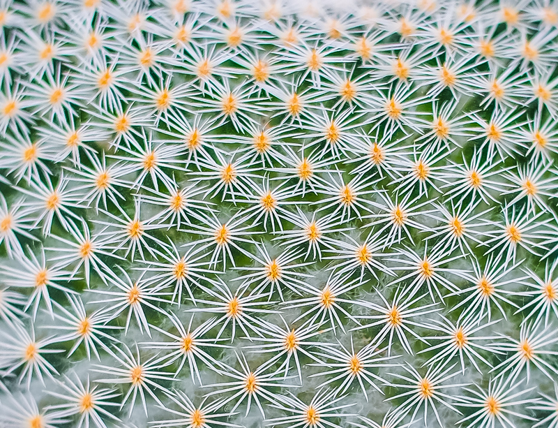 Prickly Situation by T. Roberts