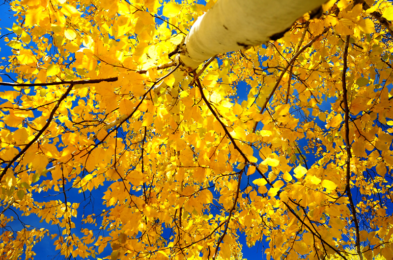 Riding Mountain by Cheryl van der Raadt