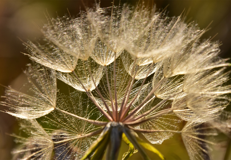 Seeds on Puff by Darlene Perkin
