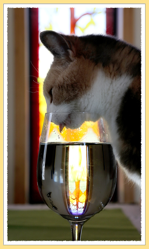 Cat's Wine Glass by Jennifer
