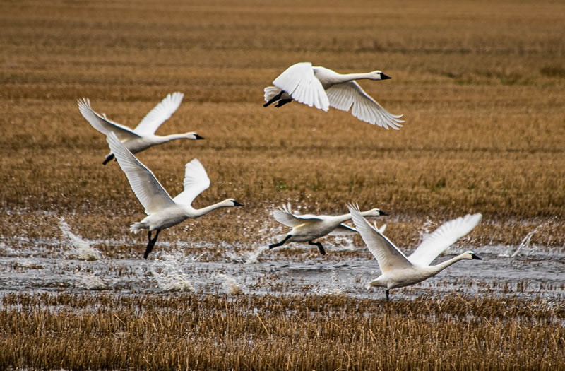 Landing by Maryanne Rocan
