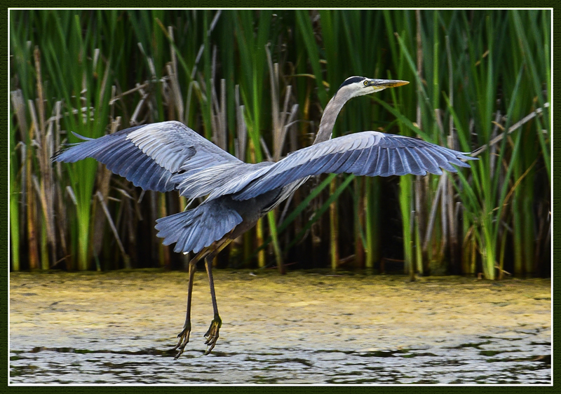 Finally Caught on Camera by Pat Stone