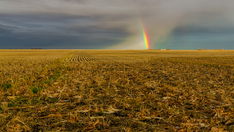 Rainbow by Stino Scaletta