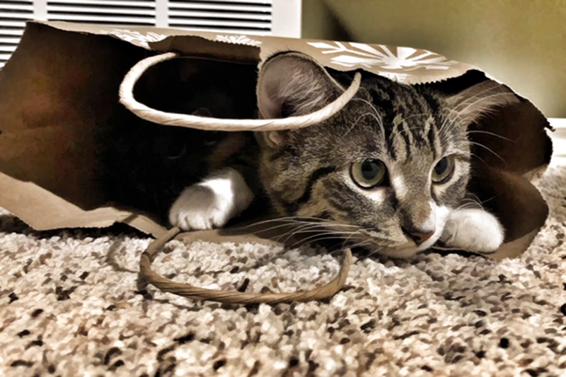 The Cats in the Bag by Marlene Smith