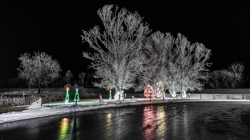 Leafless Trees by Stino Scaletta