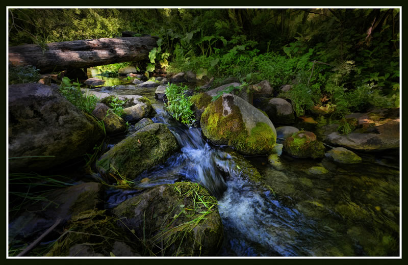 Summer Creek by Pat Stone