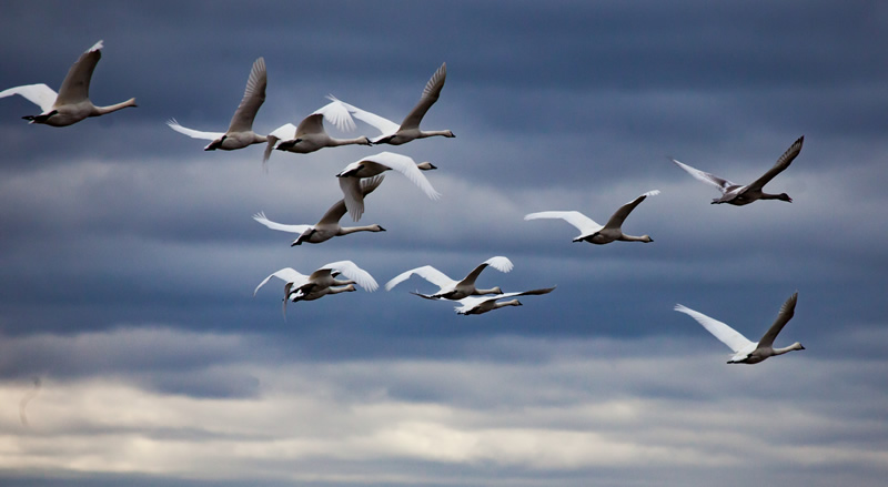 Fly By by Terry Roberts