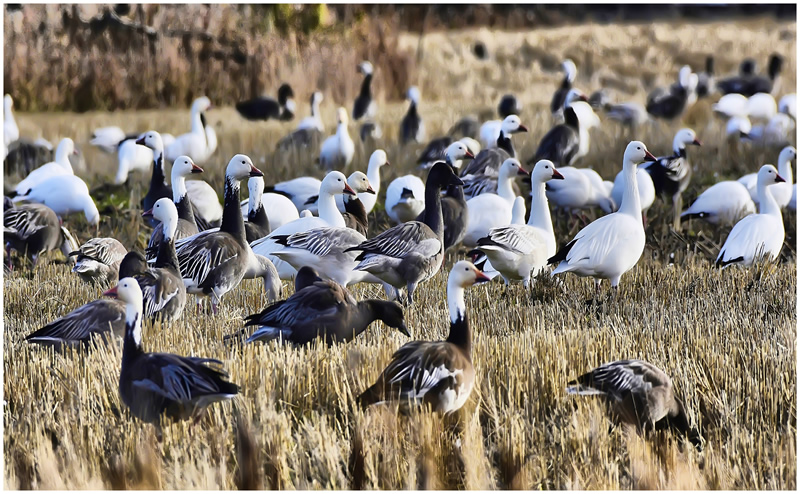 Up Close by Marlene Smith