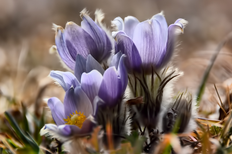 Crocus Cluster by Marlene Smith