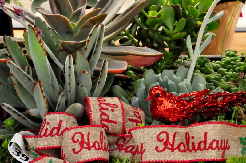 Holiday Cactus by Cheryl Vanderraadt