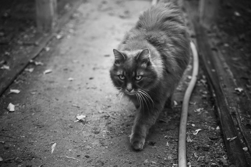 Security Patrol by Justine