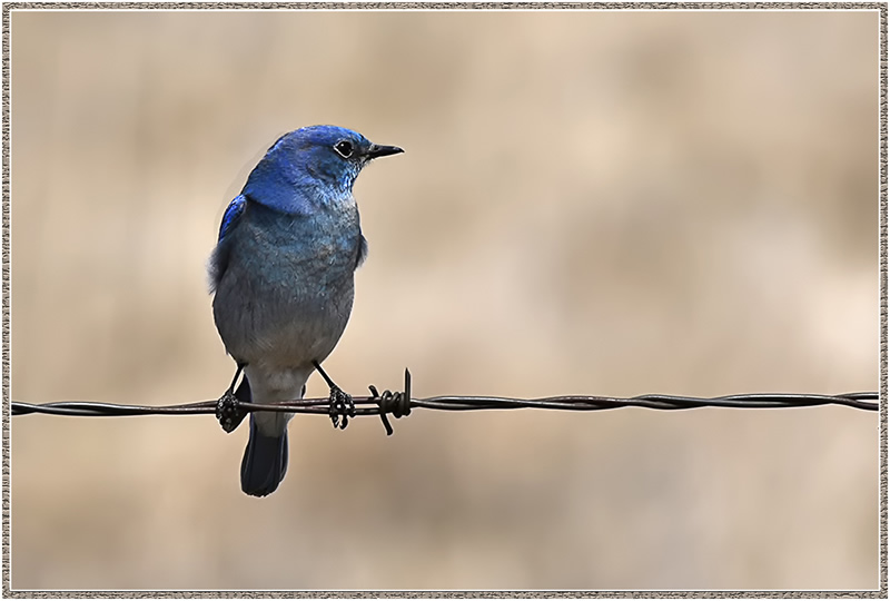 Blue Bird by Marlene Smith
