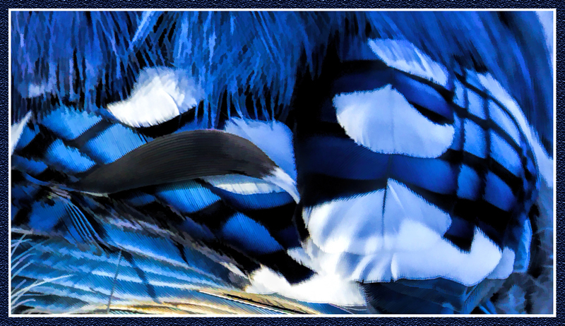 Blue Bird by Pat Stone