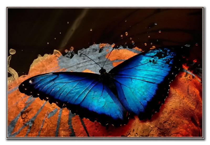 Butterfly Brilliance by Marlene Smith