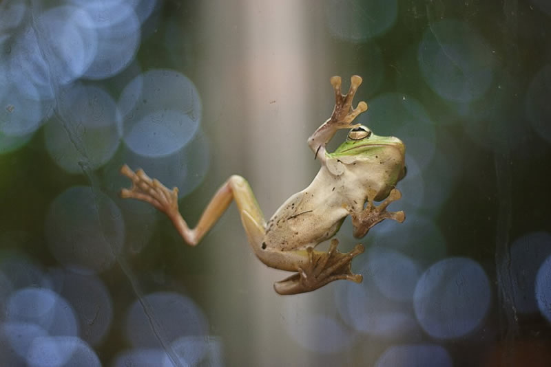 Frog by Justine