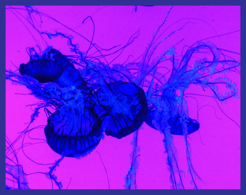 Neon Ocean by Mary Anne Rocan