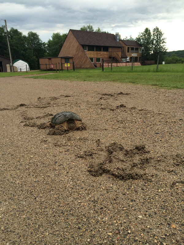 Turtle On Farm by Nancy MacKay