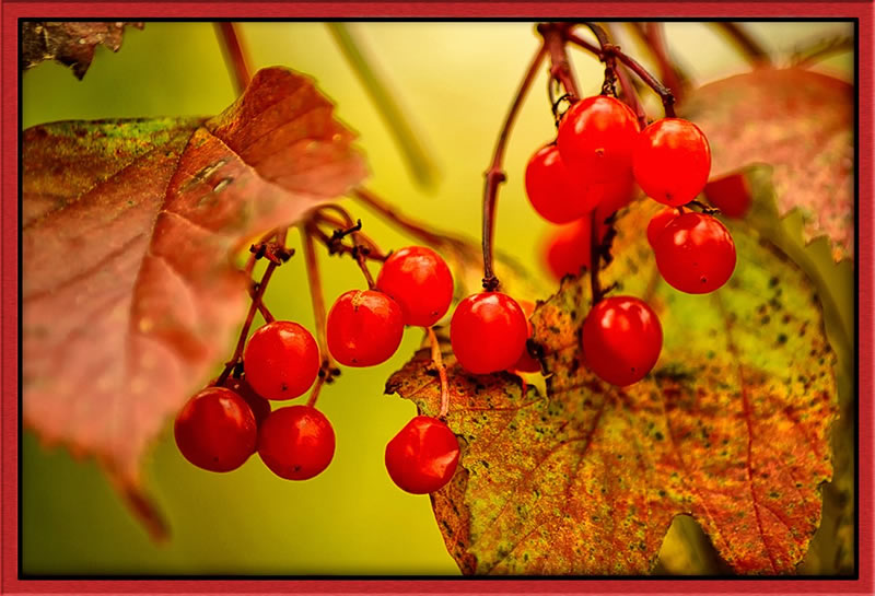 Berries by Jim Atkinson