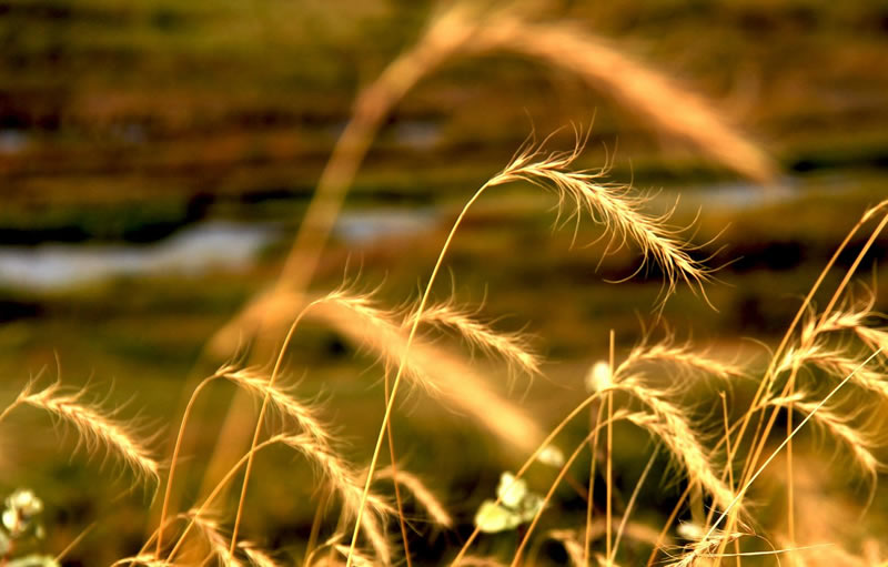 Fall Colours by Mary Anne Rocan