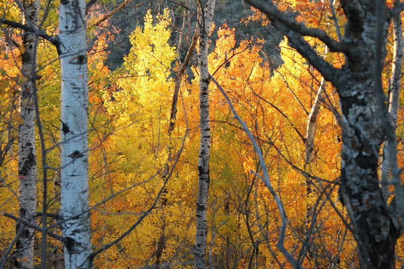 Fall Colours by Nancy MacKay