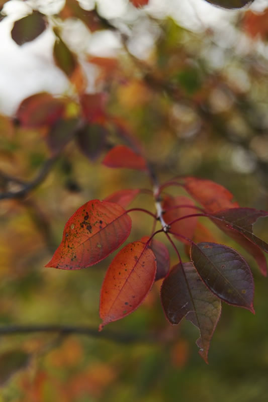 Fall Leaves by Justine