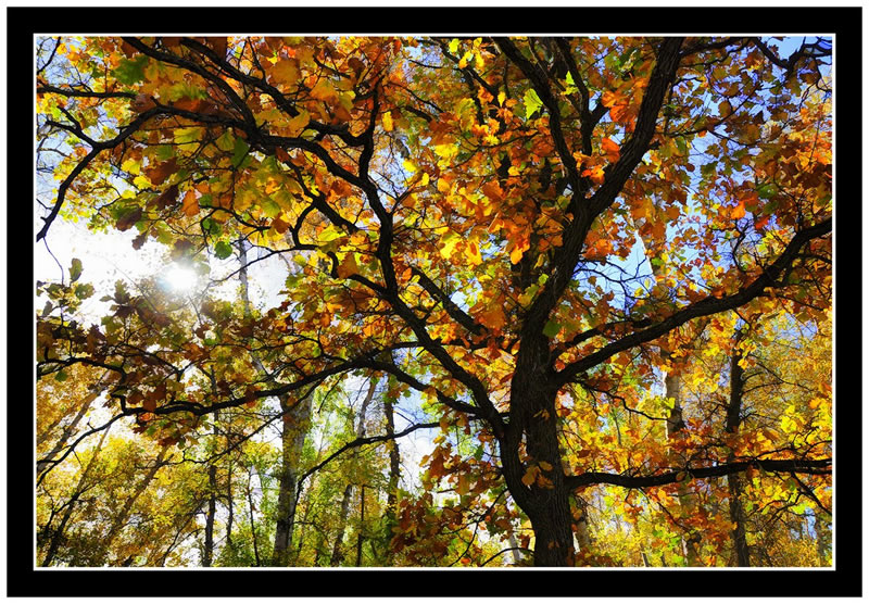 Fall by Marlene Smith