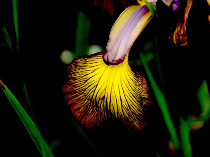 Glowing Flower by Al Rogosin
