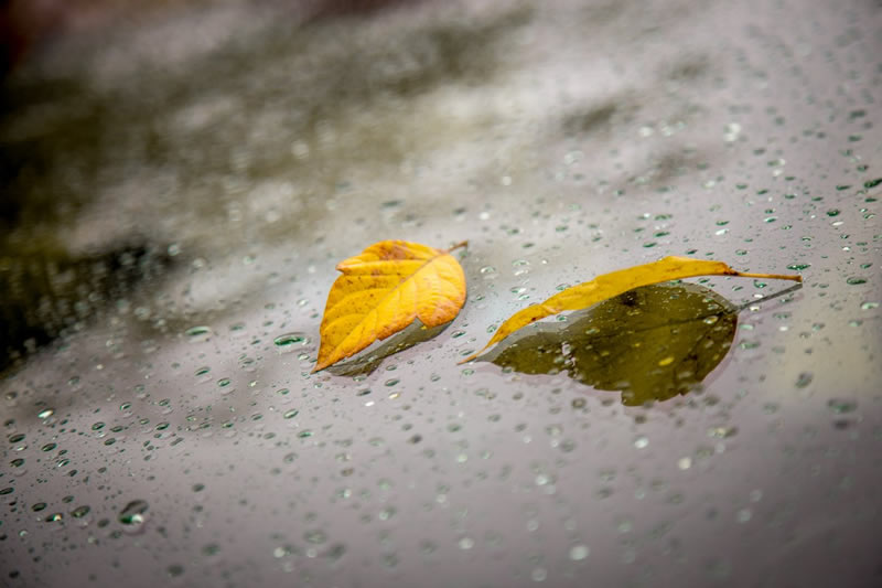 Leaves in Rain by Janna MacDonald