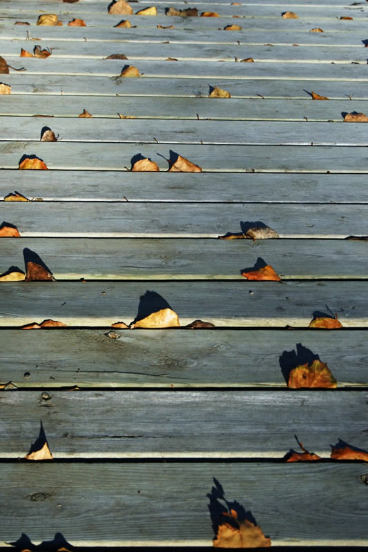 Leaves on Deck Boards by Jennifer Workman