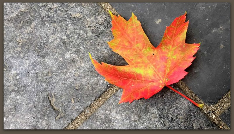 Maple Leaf by Rochelle