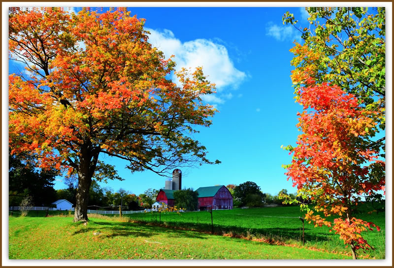 Rural Ontario Fall by Darlene Perkin