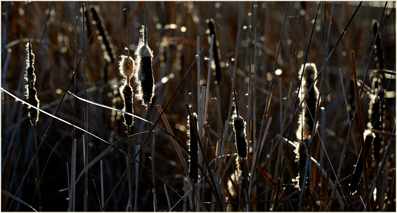 Cat Tails by Jim Atkinson