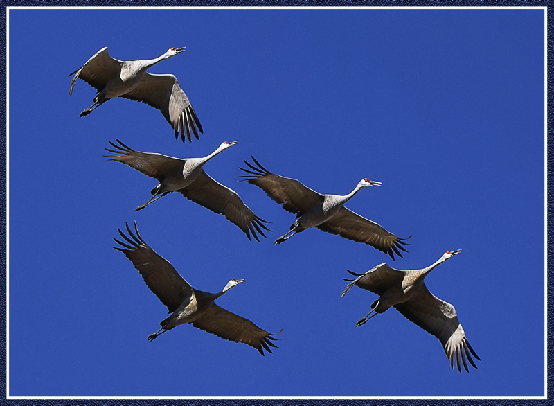 Five Cranes by Pat Stone