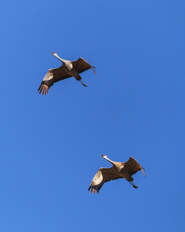 Pair by Andrew March