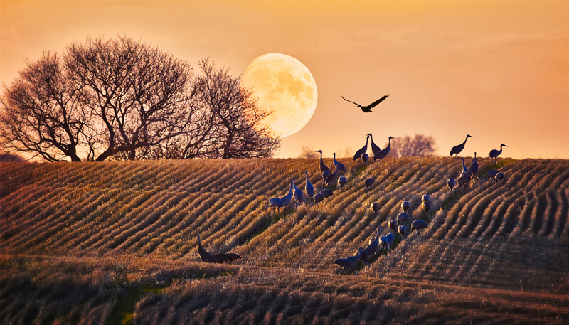 Whitewater Moon Over Sandhill Cranes by Darlene Perkin