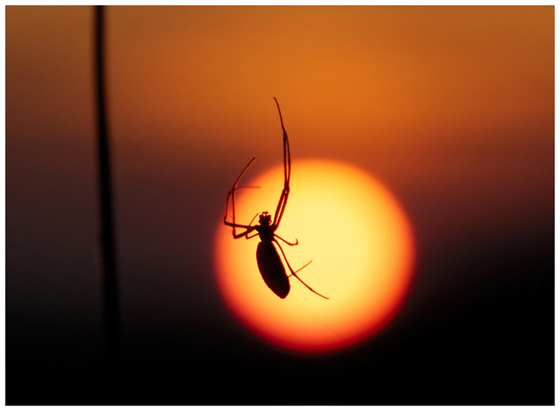 Ant by Patrick Stone