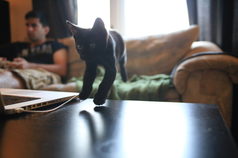 Kitten In Motion by Justine Walker