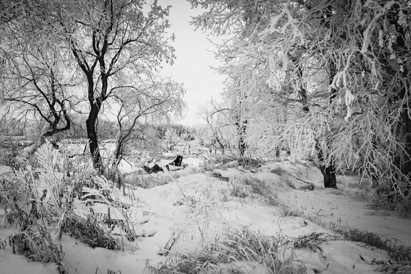 Frosty by Terry Roberts