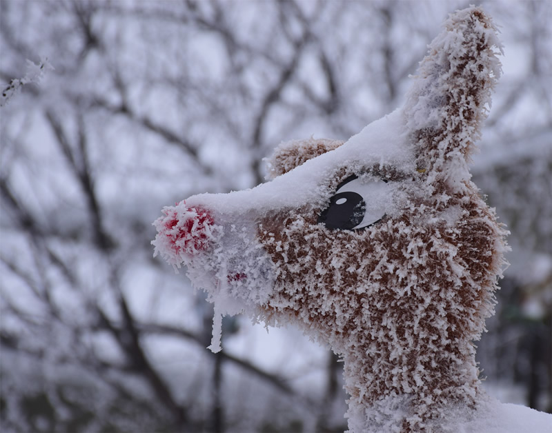 Lawn Ornament by Darlene Perkin