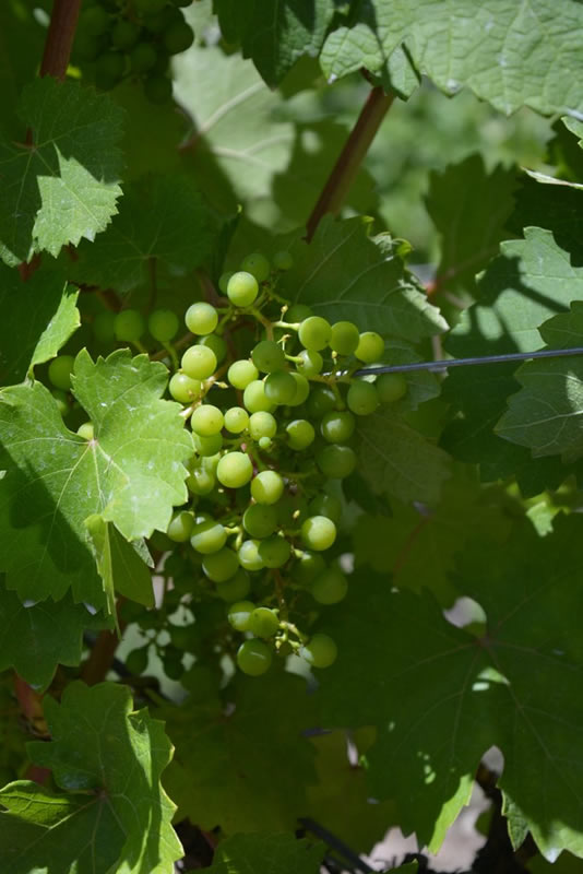 Bonnie Walton - Summer