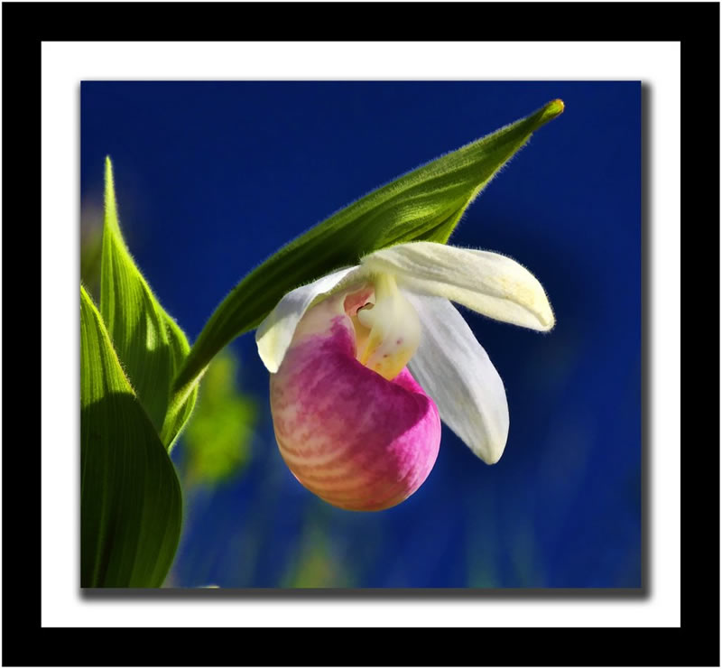 Pat Stone - Summer Bud