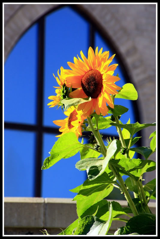 Trudy Curtis - Sunflower