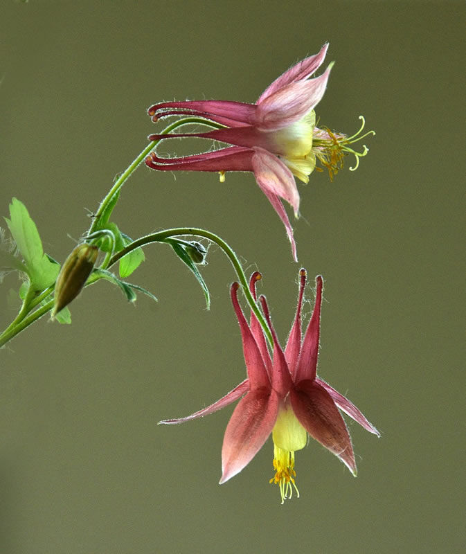 Snap Dragon by Linda