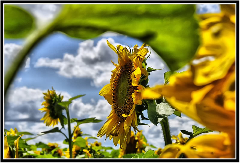 Sunflower by Marlene Summer