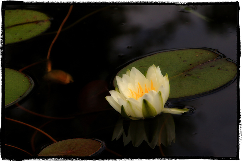 Pond by Trudy