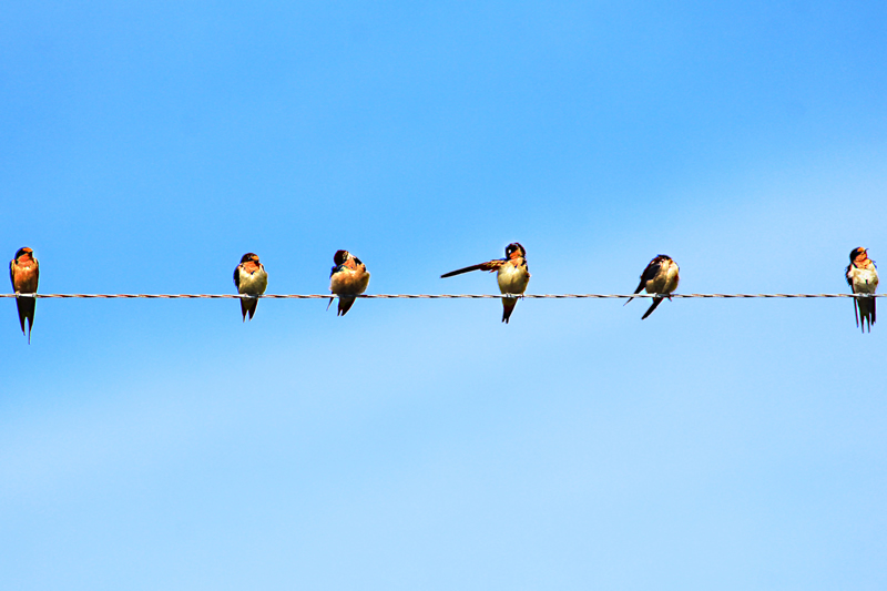 Summer Online by Ray