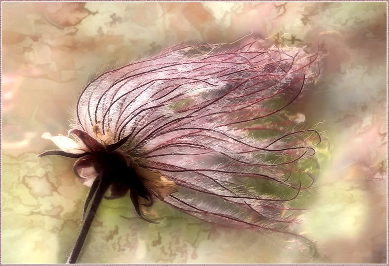 Prairie Smoke by Marlene