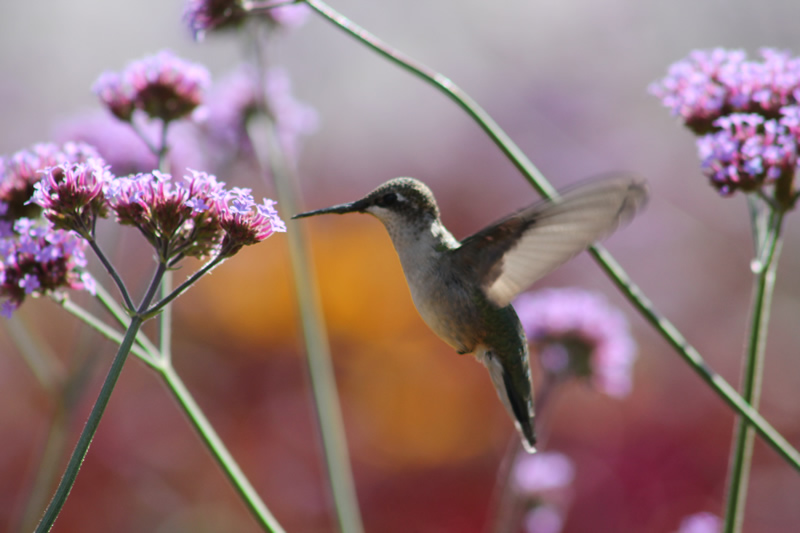 Humming by Nancy MacKay