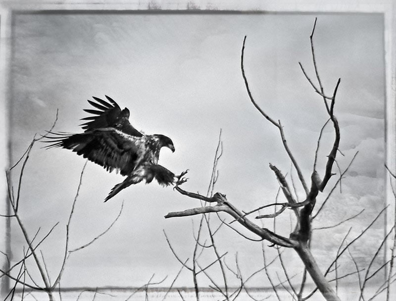 Eagle Landing by Darlene Perkin